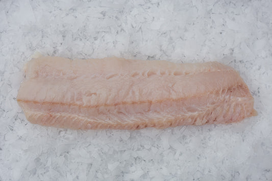 Loup de mer (Anarhichas lupus) Dos Sans Peau