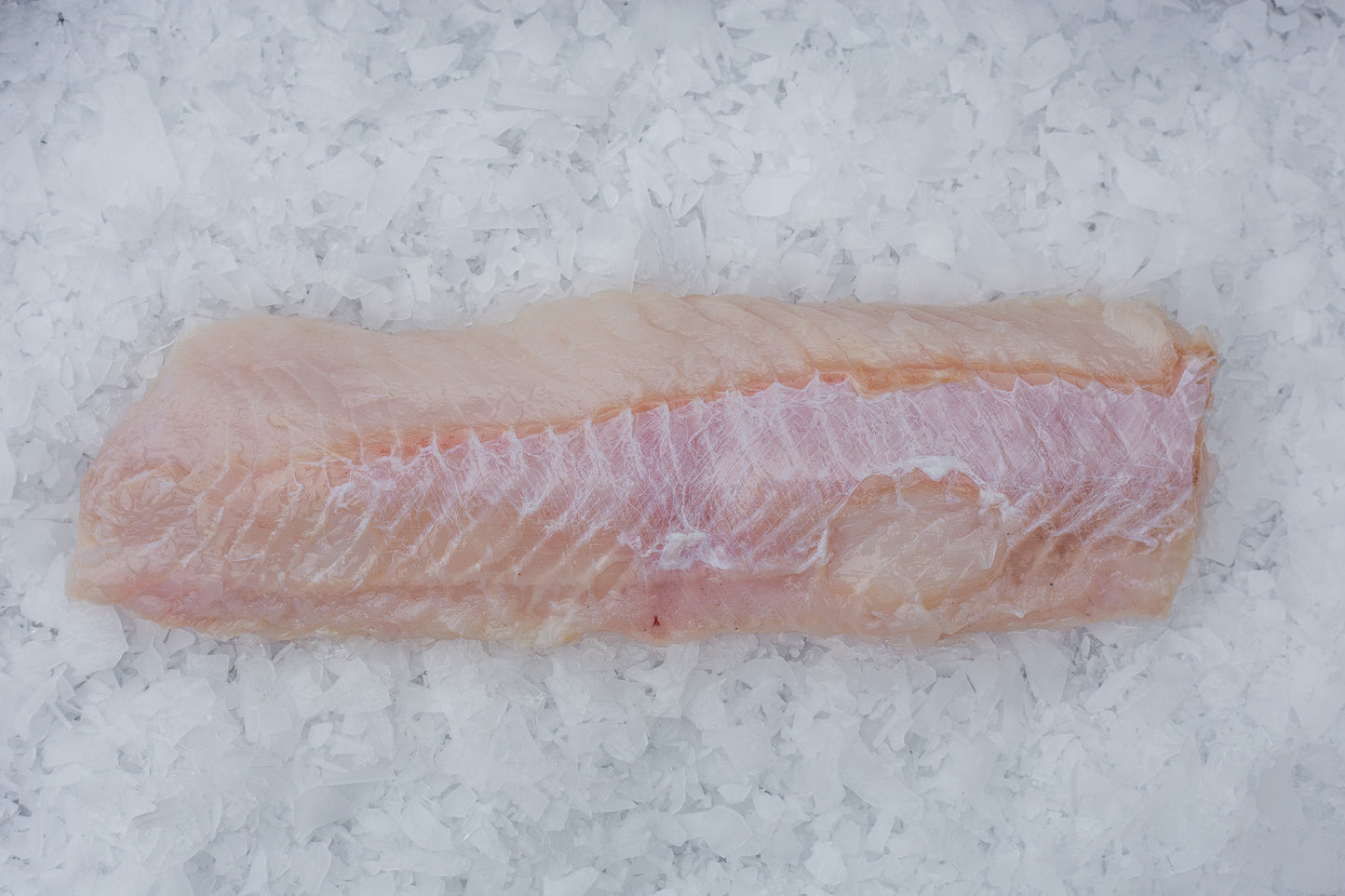 Loup de mer (Anarhichas lupus) Dos Sans Peau