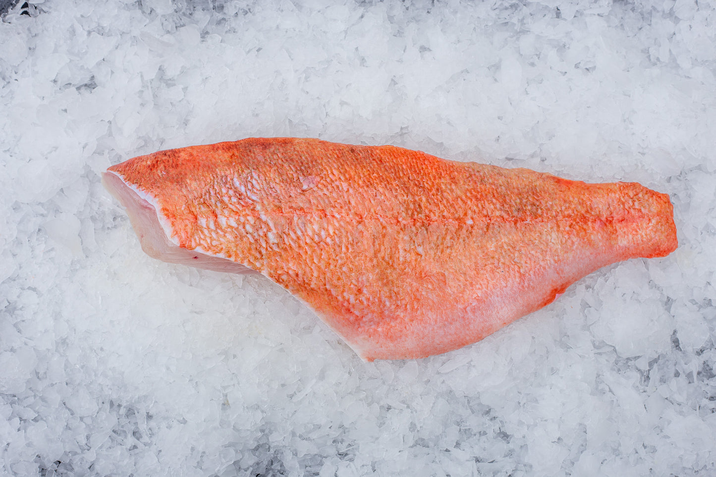 Dorade (Sébaste marinus) Dos Avec peau écaillée
