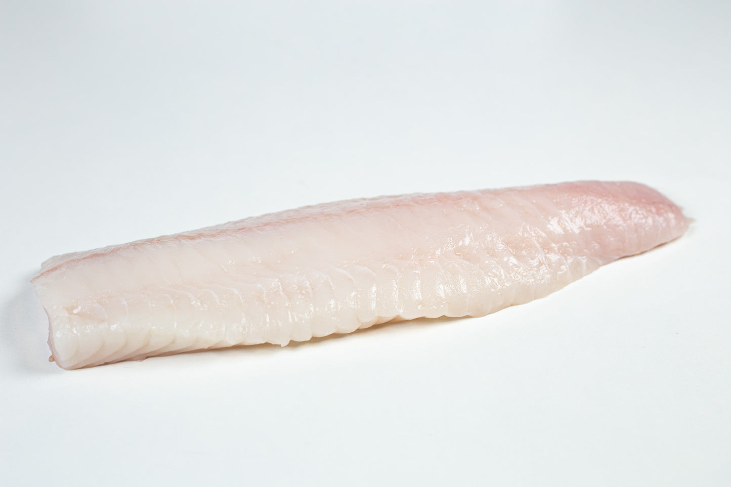 Loup de mer (Anarhichas lupus) Dos Sans Peau