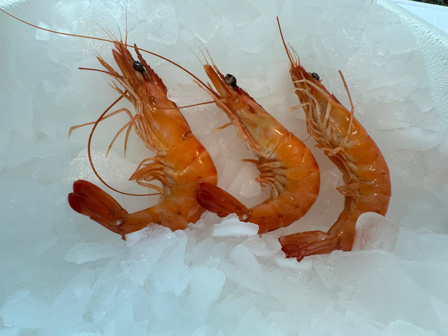 Crevettes (Penaus monodon) Label Rouge 40-60